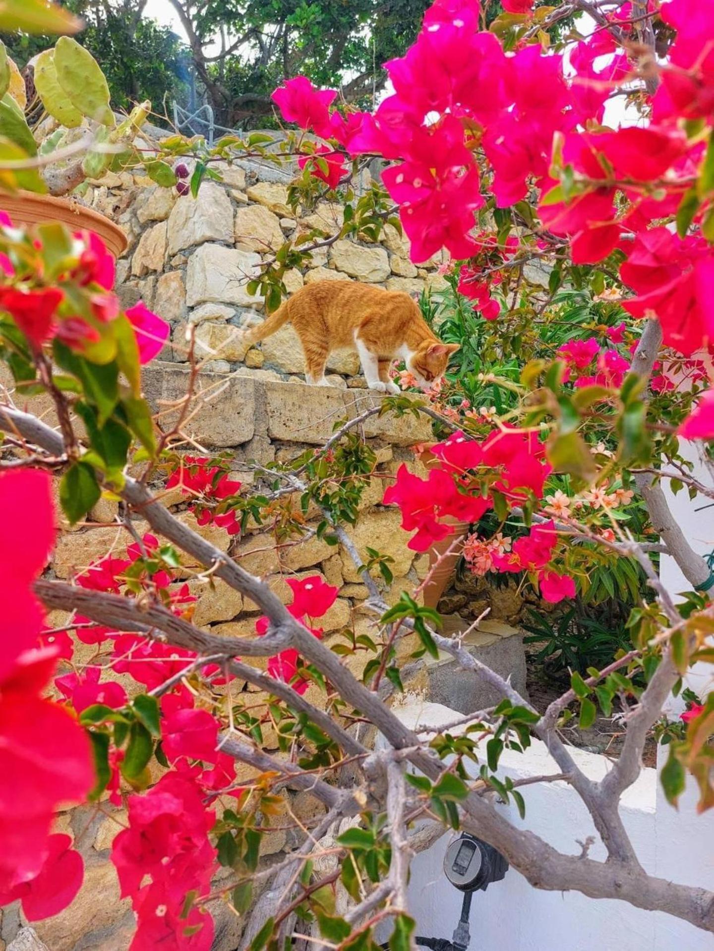 Tranquil Villa With Sea View In Ammopi Karpathos Amoopi Exterior photo